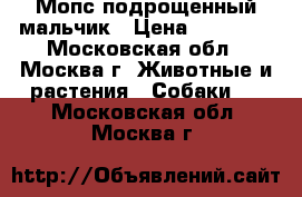 Мопс подрощенный мальчик › Цена ­ 45 000 - Московская обл., Москва г. Животные и растения » Собаки   . Московская обл.,Москва г.